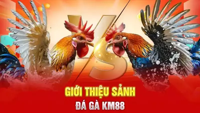 Tổng quan chung về sân chơi đá gà KM88